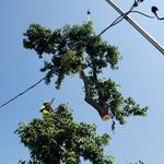 Mathias Precision Tree Service - photo 9