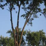 Mathias Precision Tree Service - photo 10