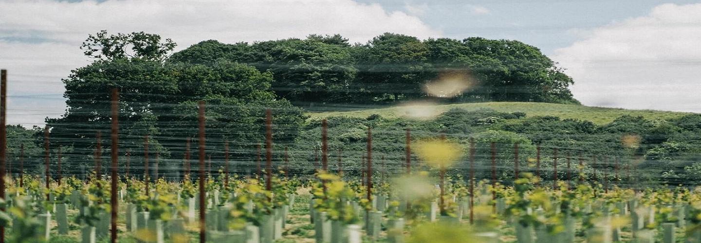 Thornfalcon Winery & Press cover photo