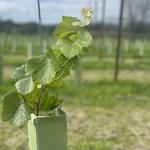 Thornfalcon Winery & Press - photo 3