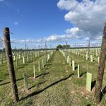 Thornfalcon Winery & Press - photo 4