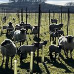 Thornfalcon Winery & Press - photo 7