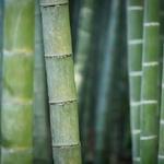 Bamboo Pest Control Servicing - photo 4