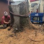 My Florida Tree Guys - photo 5