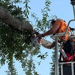 My Florida Tree Guys - photo 6