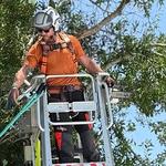 My Florida Tree Guys - photo 7