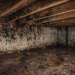 Mold Removal Hampton - photo 4