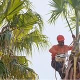 Moreno Valley Tree Services - Tree Services in Moreno Valley