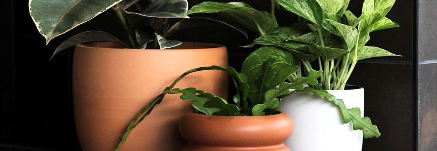 Green House cover photo