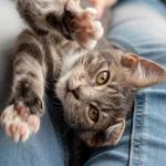 Animal Emergency Care - photo 2