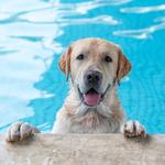 Good Boy Pool Services - photo 3
