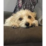 TOPDOG PET CARE - photo 2