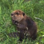 Professional Wildlife Removal - photo 1