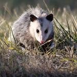 Professional Wildlife Removal - photo 2