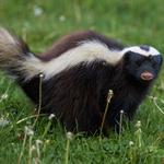 Professional Wildlife Removal - photo 3