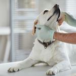 Clawfield Veterinary Clinic - photo 2