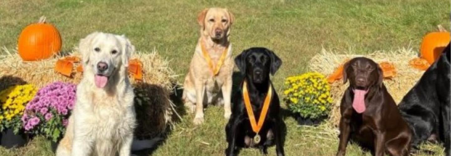 Heart and Soul Retrievers cover photo