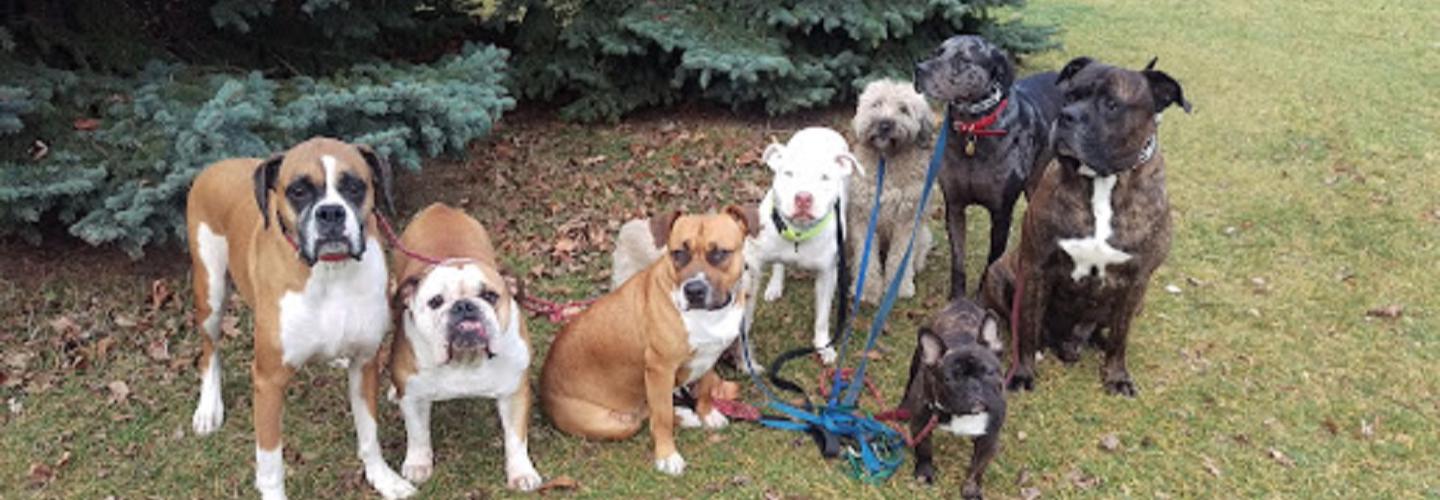 The Dog Dude | Dog Training Toronto cover photo