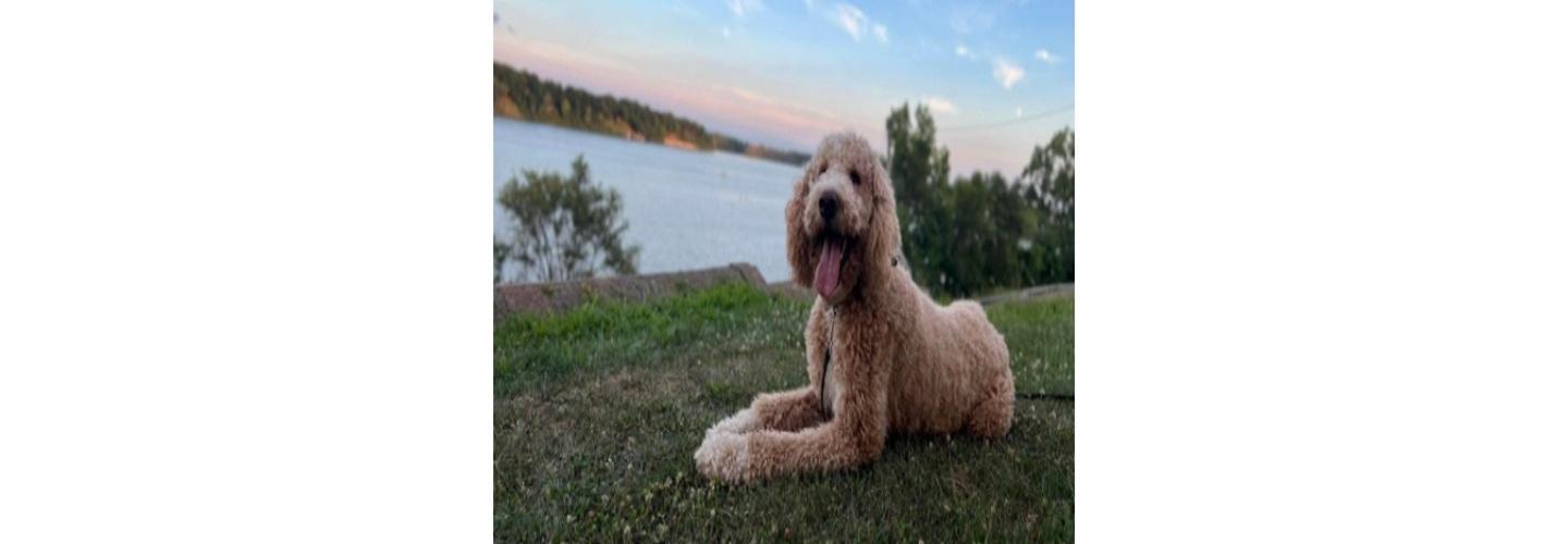 Off Leash K9 Training Toledo cover photo