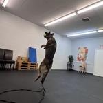 Off Leash K9 Training Toledo - photo 1