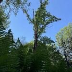 Grant Brothers Tree Service - photo 3