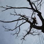 Grant Brothers Tree Service - photo 4