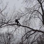 Clean Cut Tree Experts - photo 1