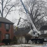 Clean Cut Tree Experts - photo 2