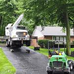 Clean Cut Tree Experts - photo 3