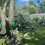 Clean Cut Tree Experts - photo 5