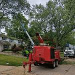 Clean Cut Tree Experts - photo 6