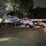 Clean Cut Tree Experts - photo 7