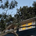 Clean Cut Tree Experts - photo 9