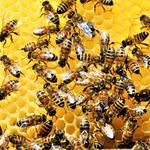 Invicta Pest Control - photo 4