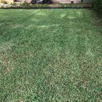 AAA Able Abaca Gardening & landscaping - photo 4