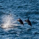 Camelot Kona Fishing Charters Sport - photo 3