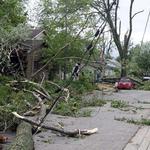 Century Tree Service - photo 1