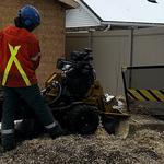 Century Tree Service - photo 2