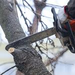Century Tree Service - photo 3