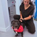 Your Family Vet - photo 2