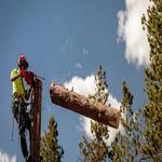 Osprey Arbor Works - photo 3