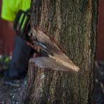 Osprey Arbor Works - photo 5