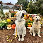 Wild Child Dog Training - photo 2