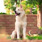 Wild Child Dog Training - photo 3