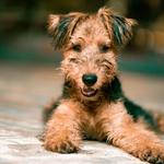 Wild Child Dog Training - photo 4