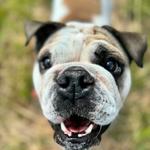 Wild Child Dog Training - photo 6