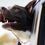 Wild Child Dog Training - photo 8