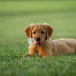 Wild Child Dog Training - photo 9