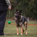 Wild Child Dog Training - photo 10