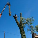 Channelview Tree Care Services - photo 1